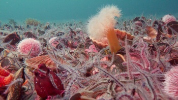 Open Planet partners with World’s Largest Lesson to inspire young storytellers for nature 1